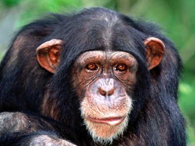 Chimpanzee face and head.jpg